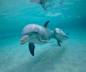 пазл Дельфин с молодыми 1 купания в море